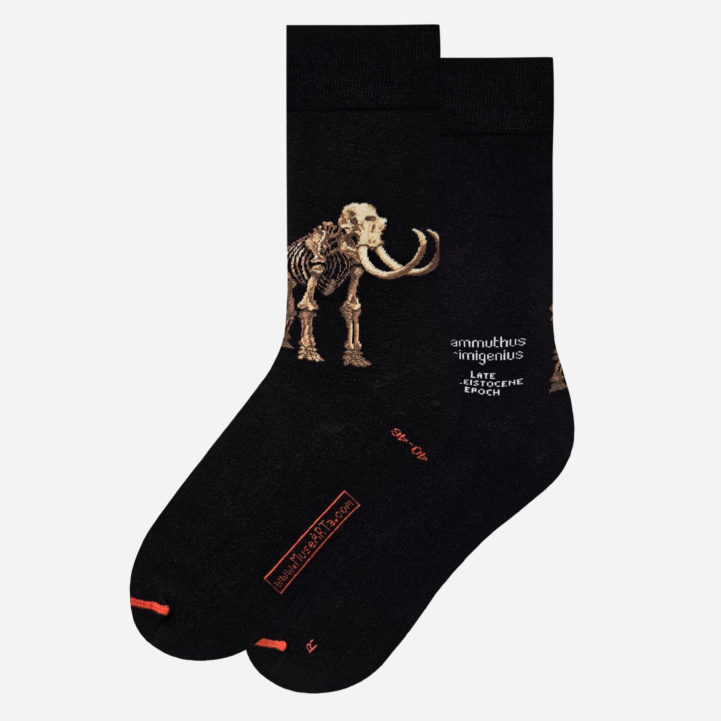 Mammuthus primigenius